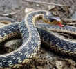 Змея укусила жительницу города Сасово